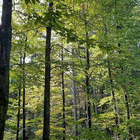 Loghouse In The Forest *