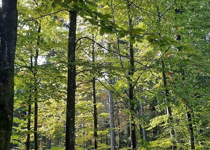 Loghouse In The Forest *